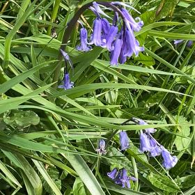 Photo of the plant species Common Bluebell by @TubularBigmuhly named Dolores on Greg, the plant care app
