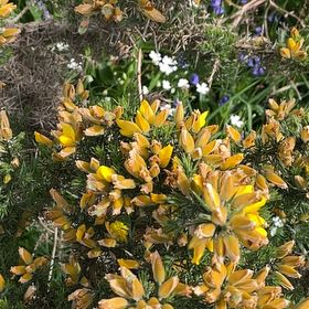 Photo of the plant species Common Gorse by @TubularBigmuhly named Ronaldo on Greg, the plant care app