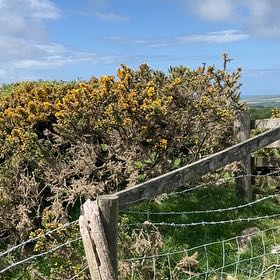 Photo of the plant species Common Gorse by @TubularBigmuhly named da Vinci on Greg, the plant care app