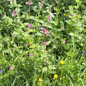 Photo of the plant species Smooth Meadowgrass by @TubularBigmuhly named Nemo on Greg, the plant care app