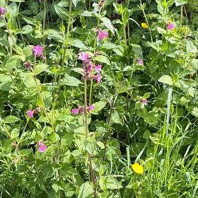 Photo of the plant species Red Campion by @TubularBigmuhly named ChloroPhil on Greg, the plant care app
