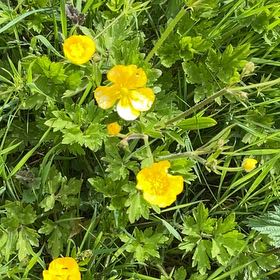 Photo of the plant species Creeping Buttercup by @TubularBigmuhly named Orlando Bloom on Greg, the plant care app