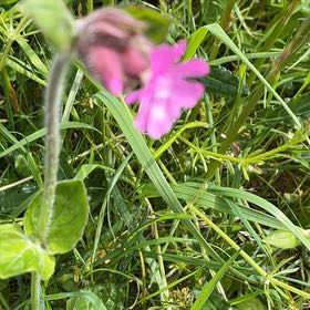 Photo of the plant species Red Campion by @TubularBigmuhly named Homer on Greg, the plant care app