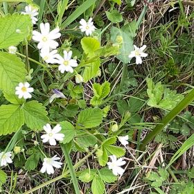 Photo of the plant species Star of Bethlehem by @TubularBigmuhly named Marilyn on Greg, the plant care app