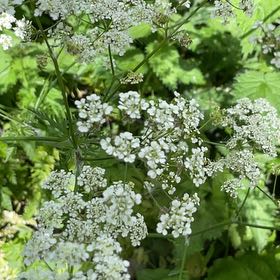 Photo of the plant species Cow Parsley by @TubularBigmuhly named Oscar on Greg, the plant care app