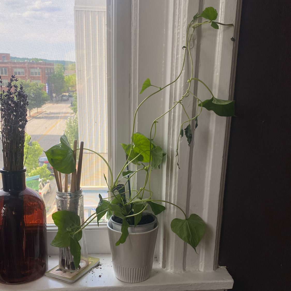 Potted Tropical White Morning Glory plant on a windowsill with green heart-shaped leaves and no flowers.