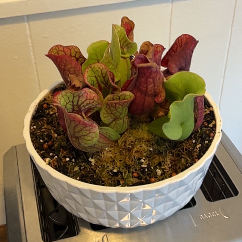 Photo of the plant species Purple Pitcher Plant by @HipCanadabalsam named Spike Leaves on Greg, the plant care app