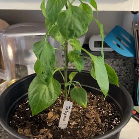 Photo of the plant species Jalepeno by @HipCanadabalsam named José Jalapeño on Greg, the plant care app