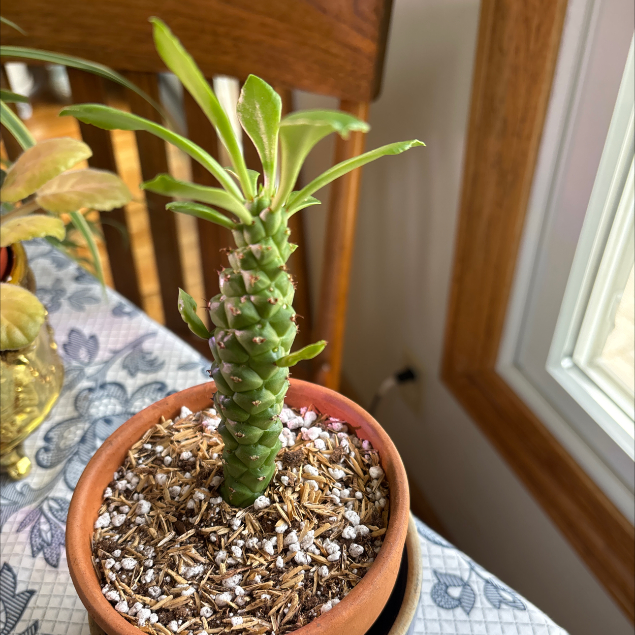 Photo of the plant species Indian Spurge Tree 'Album' by @JocoseChangunga named Spike Leaves on Greg, the plant care app