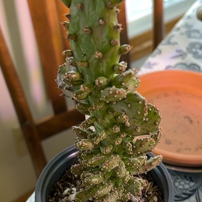 Photo of the plant species Joseph's Coat Cactus by @JocoseChangunga named Prince on Greg, the plant care app