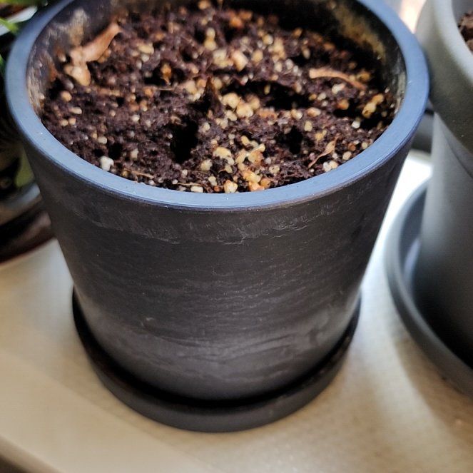 Photo of the plant species May Bells by @Bear3Kitten named Forrest on Greg, the plant care app