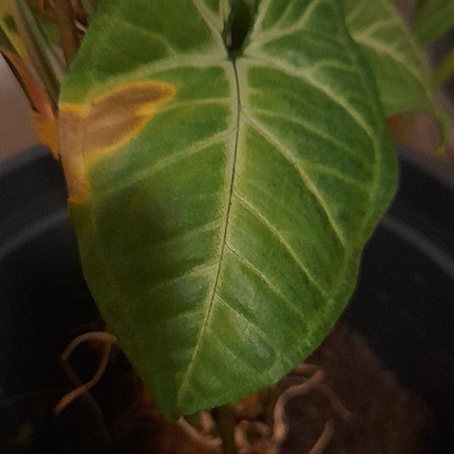 ChloroPhil