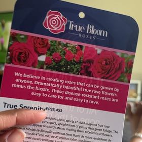 Photo of the plant species African Daisy by @MasterfulChards named Daisy on Greg, the plant care app
