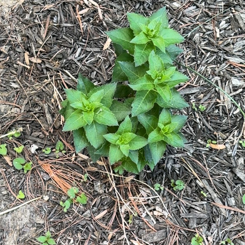 Photo of the plant species Balloon-Flower by @JuicyBaytree named Mollie on Greg, the plant care app