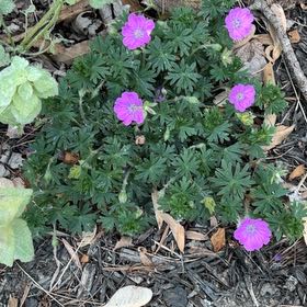 Photo of the plant species Bloody Geranium by @JuicyBaytree named Elle on Greg, the plant care app