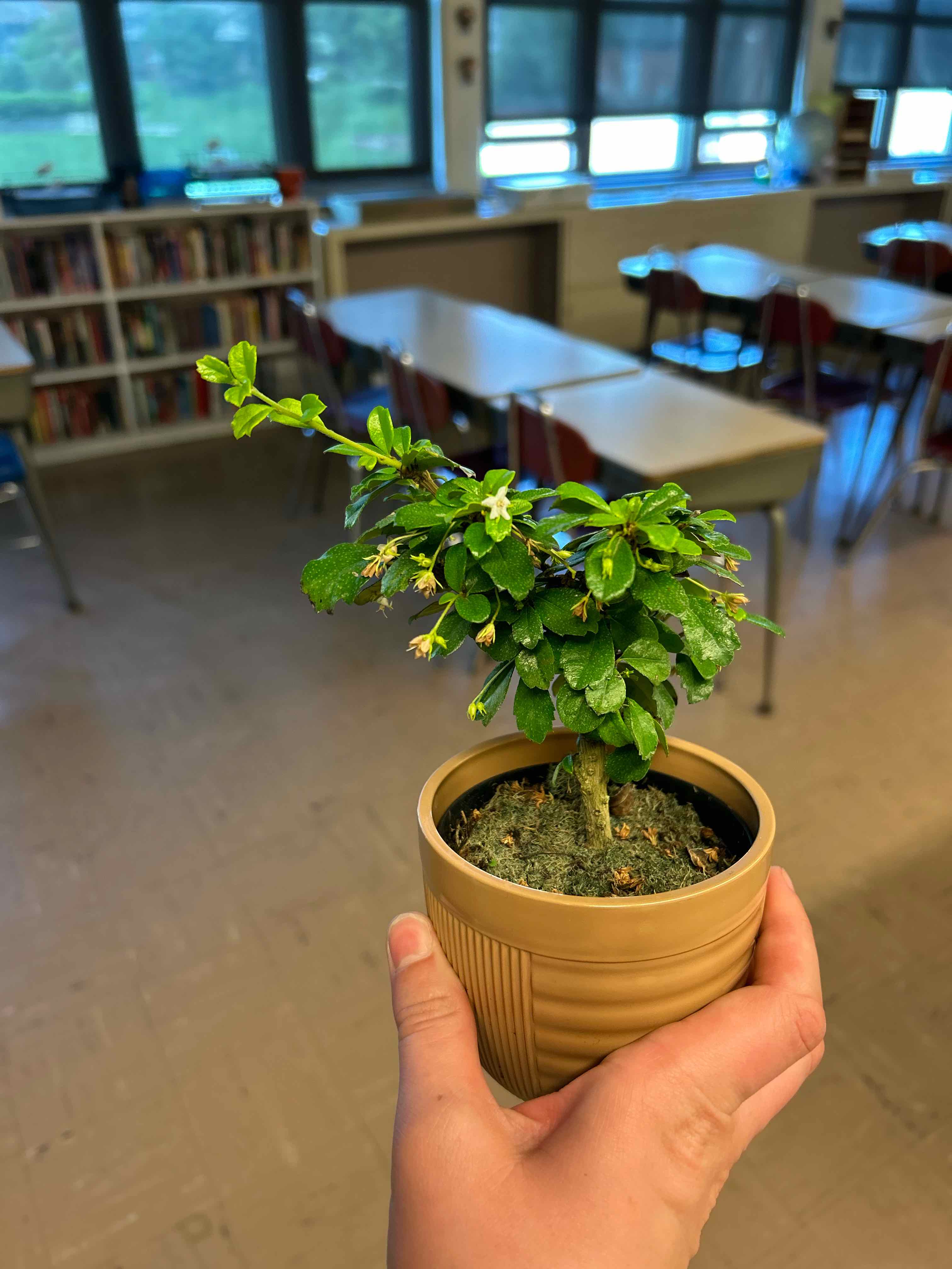 Photo of the plant species Bonsai by @ImmenseGoatweed named Leaf Erickson on Greg, the plant care app