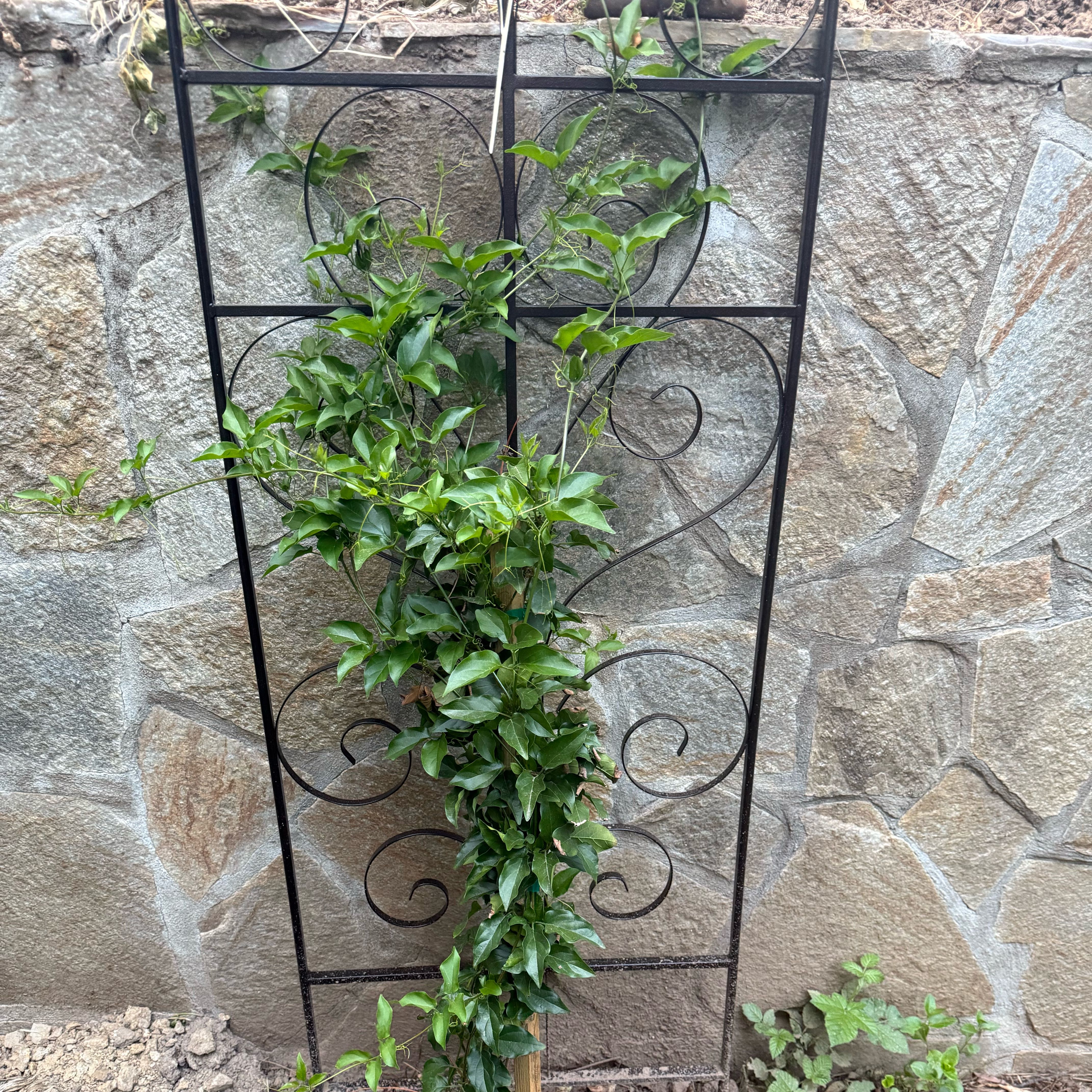 Photo of the plant species Royal Trumpet Vine by @GlossyKhakiweed named Orlando Bloom on Greg, the plant care app