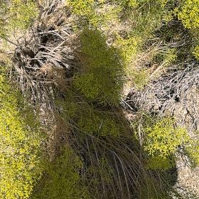 Photo of the plant species Whisk Fern by @SupremePigsears named Sol on Greg, the plant care app