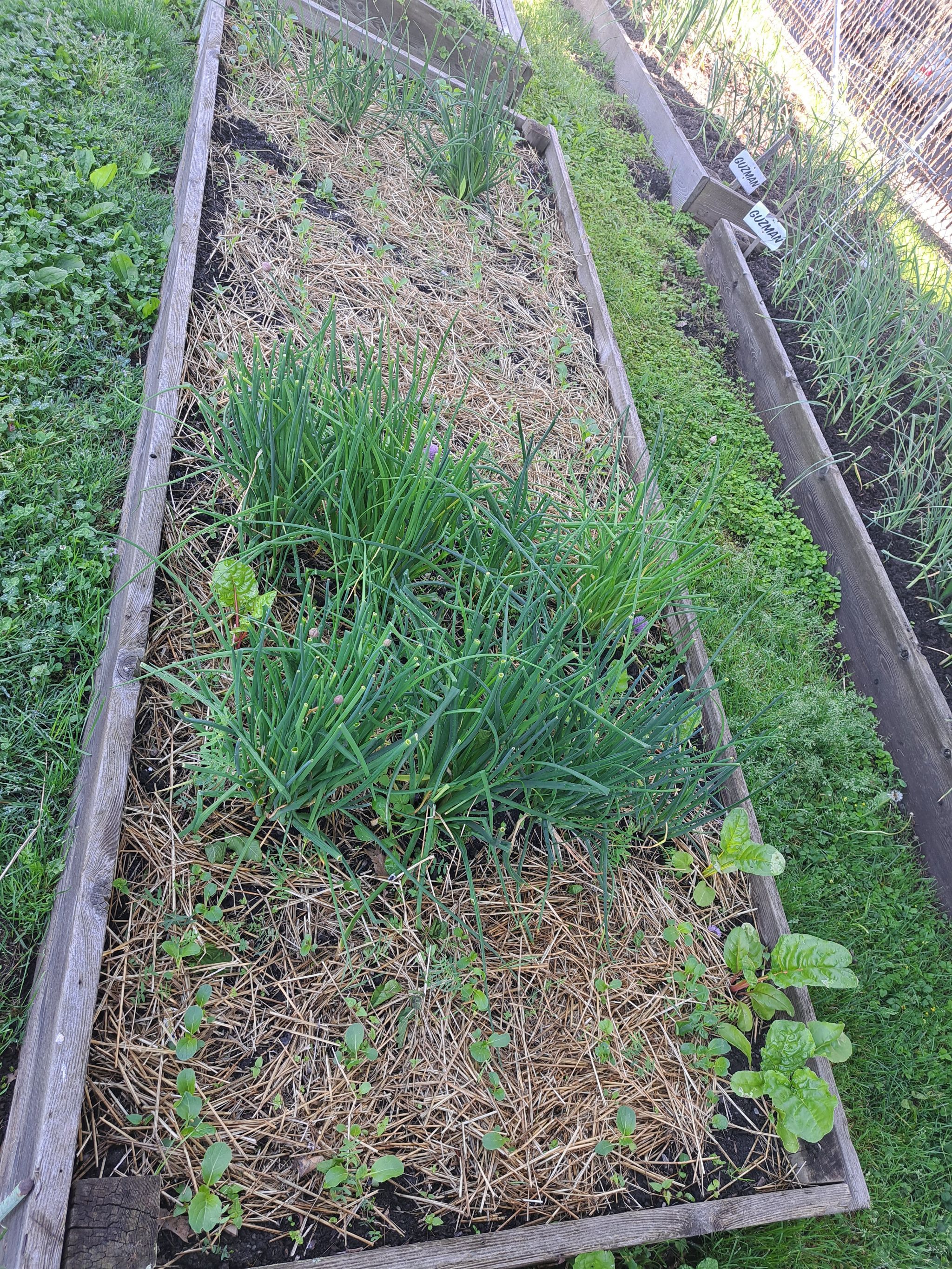 Photo of the plant species Bok Choy by @ImpishBacchus named Bok Choy on Greg, the plant care app