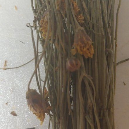 Photo of the plant species Delicate Horsetail by @NewGreatburnet named Rainier on Greg, the plant care app