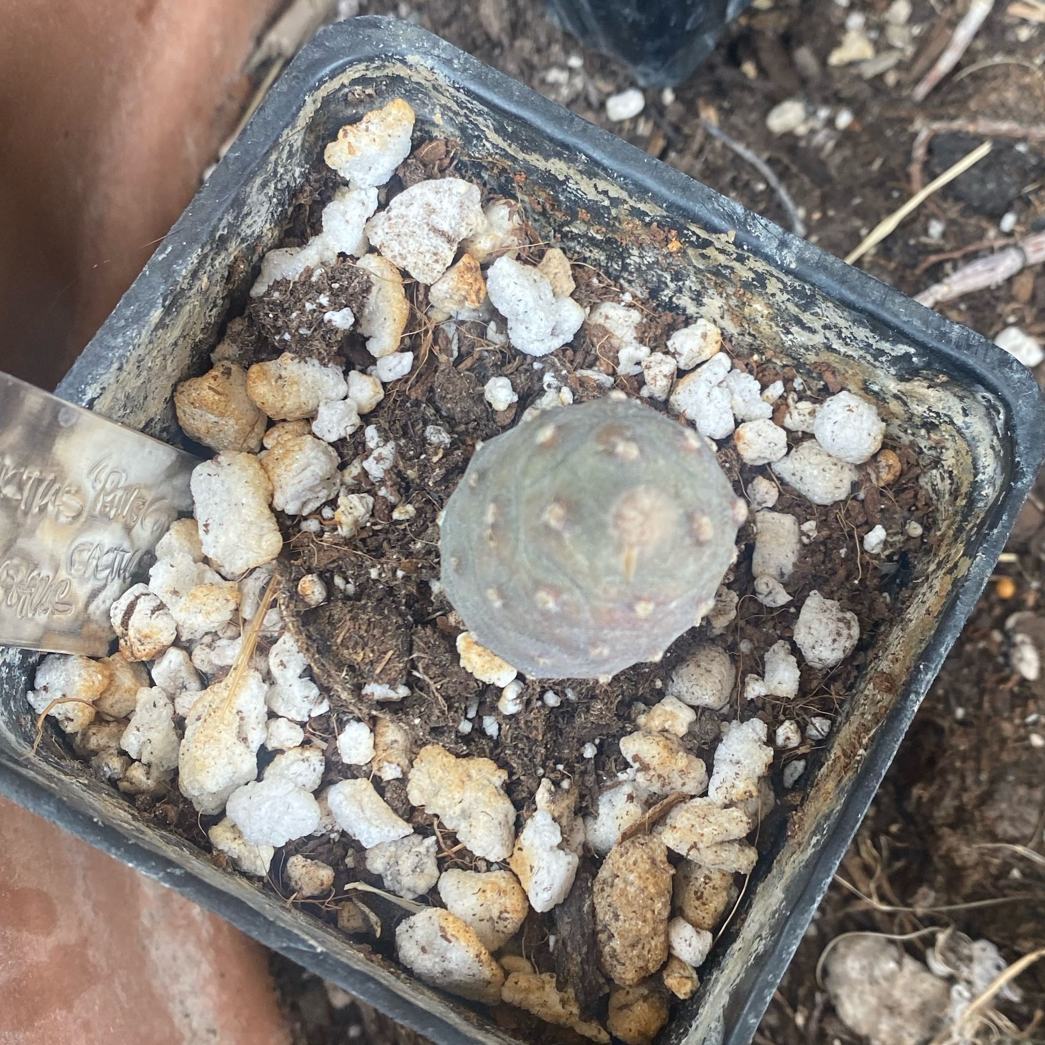 Pine Cone Cactus in a pot with visible soil and perlite.