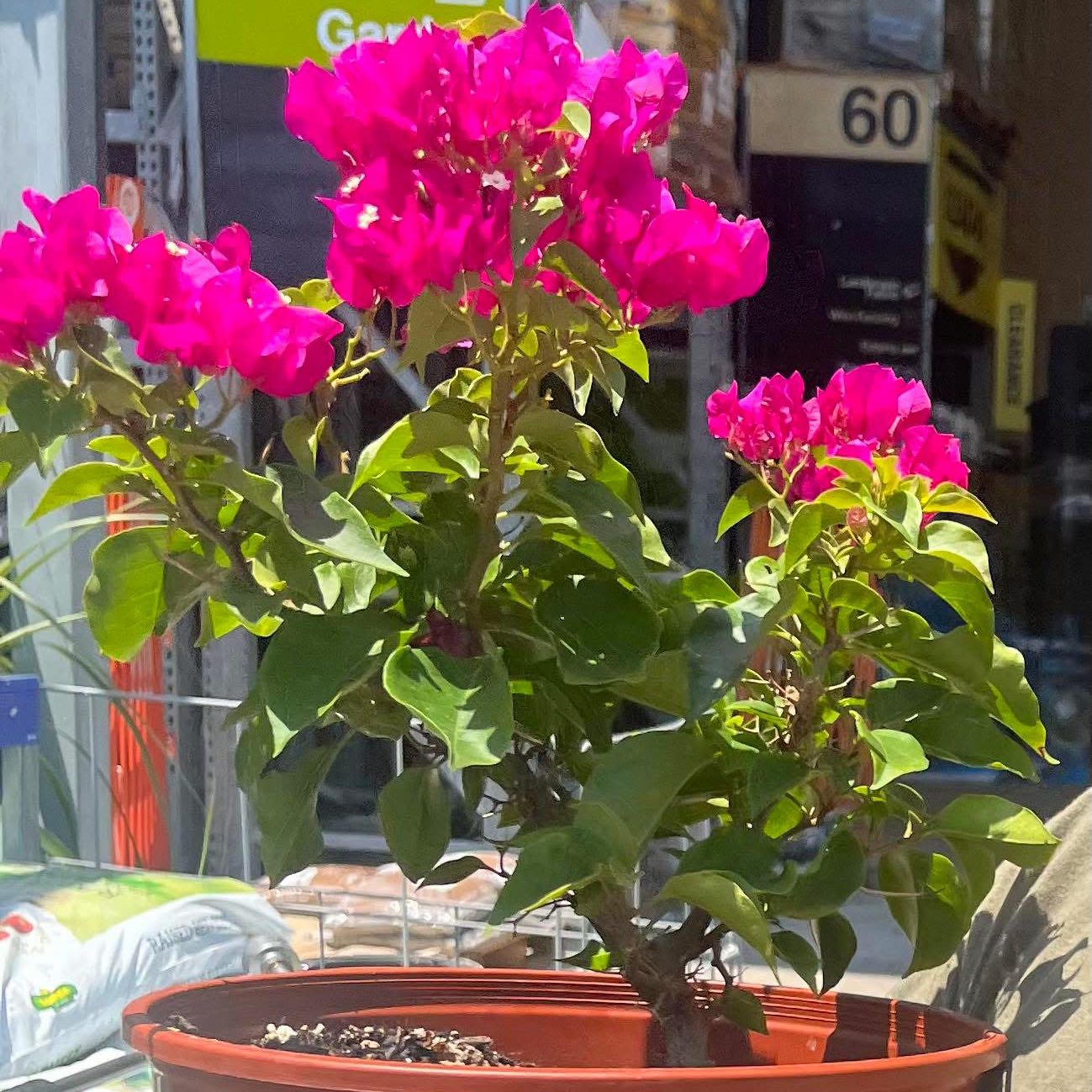 Photo of the plant species Lesser Bougainvillea by @CozyCurleddock named Remington on Greg, the plant care app