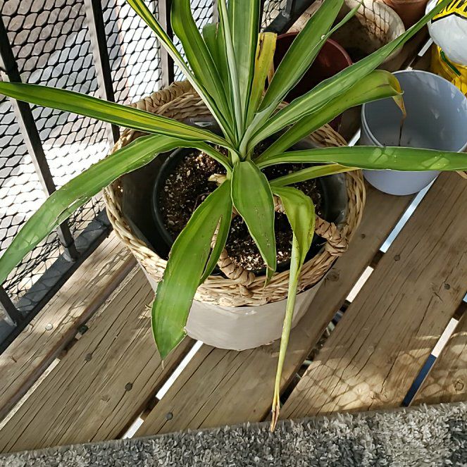 Photo of the plant species Yucca. by @OverseerGuasca named Eva on Greg, the plant care app