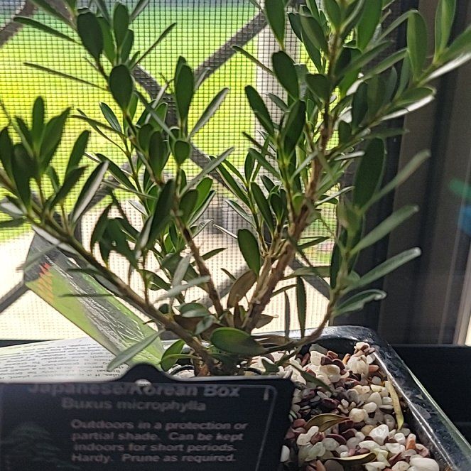 Photo of the plant species Buxus microphylla by @AngelSmallleaf named Bella on Greg, the plant care app