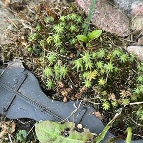 Photo of the plant species Common Liverwort by @GoodMuskmallow named Plato on Greg, the plant care app