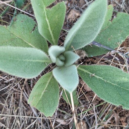 Photo of the plant species Mullein by @VastGermaniris named Denali on Greg, the plant care app