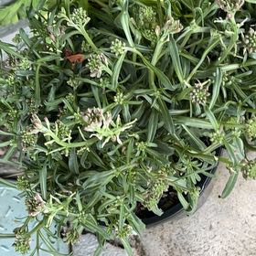 Photo of the plant species Prickly Samphire by @DearFenugreek named Fernie Mac on Greg, the plant care app
