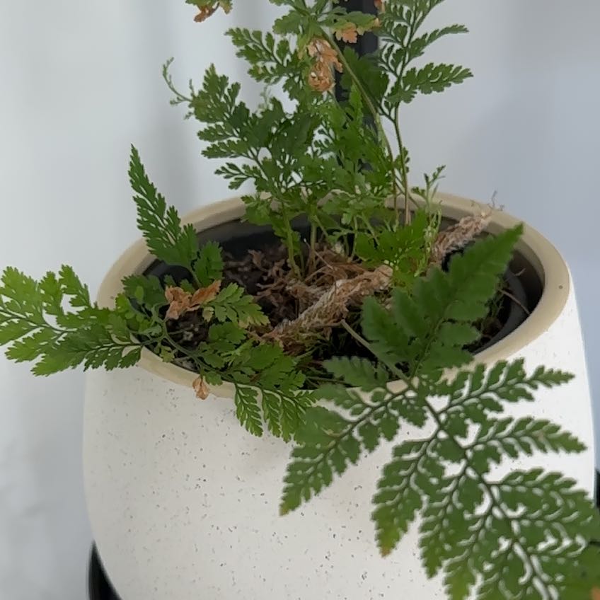 Leatherleaf Fern in a white pot with some browning leaves.