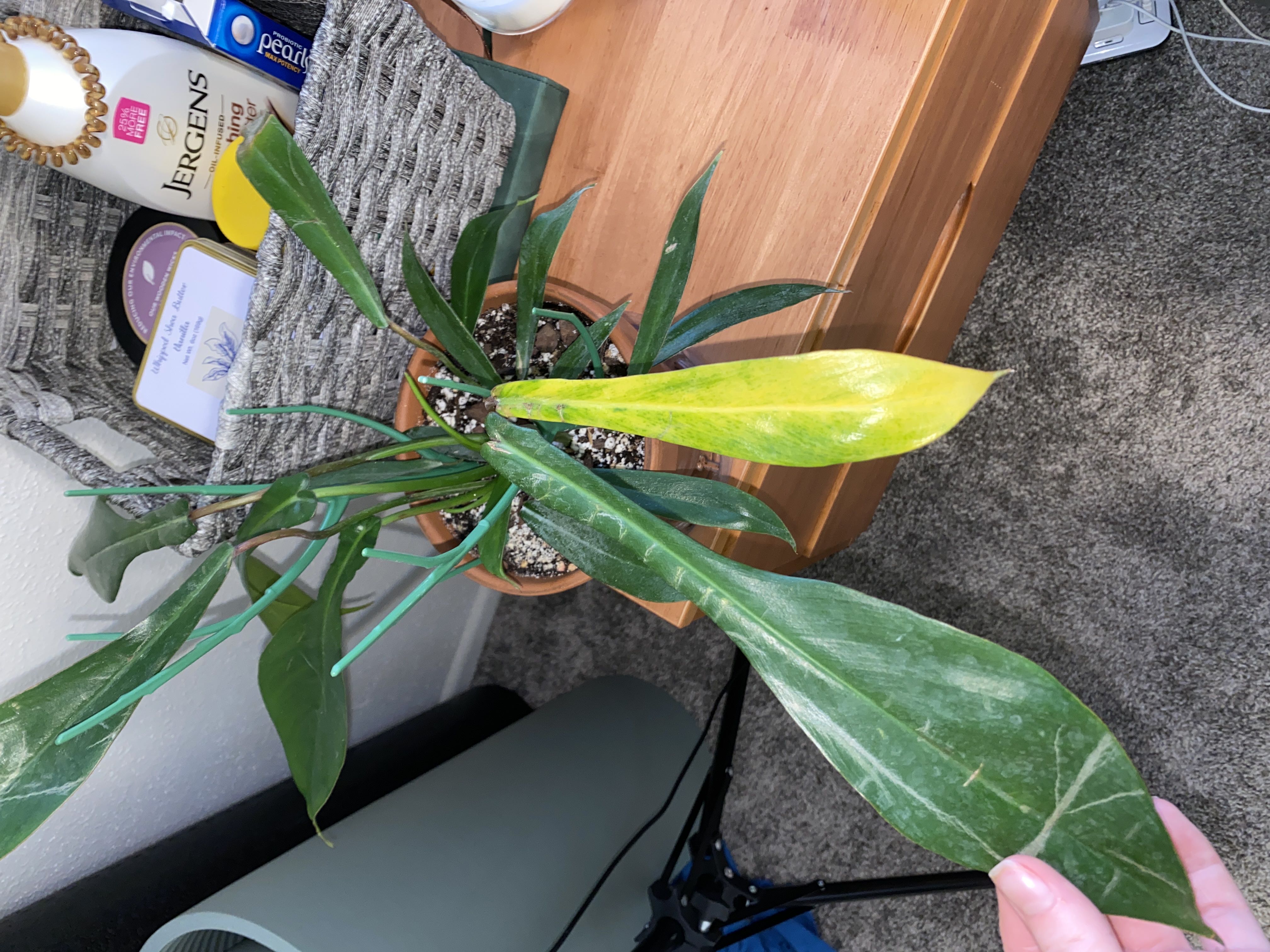 Photo from the post