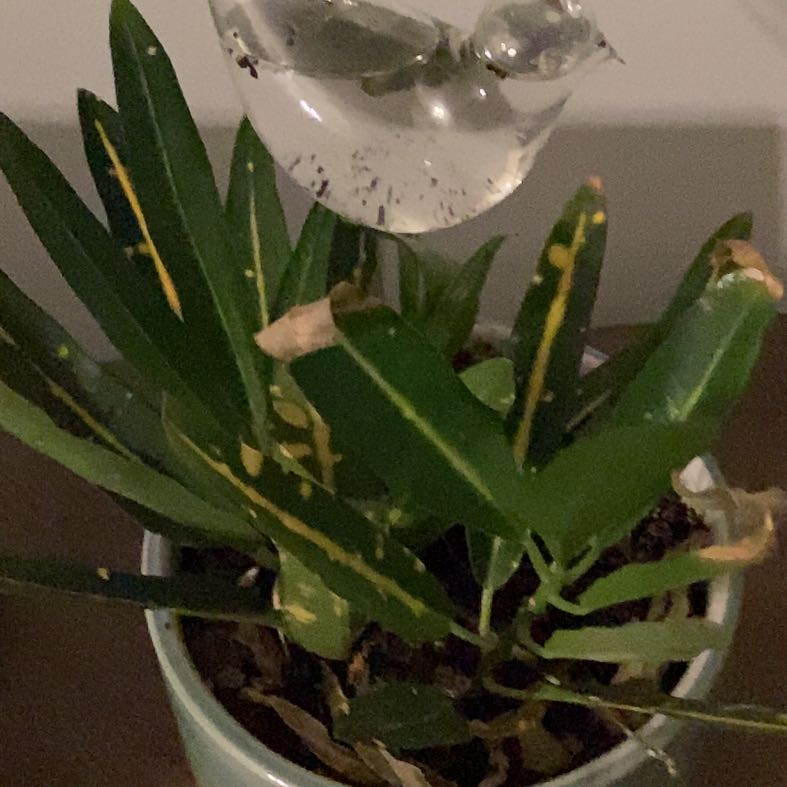 Photo of the plant species Alpine Bistort by @YummyRye named Sol on Greg, the plant care app