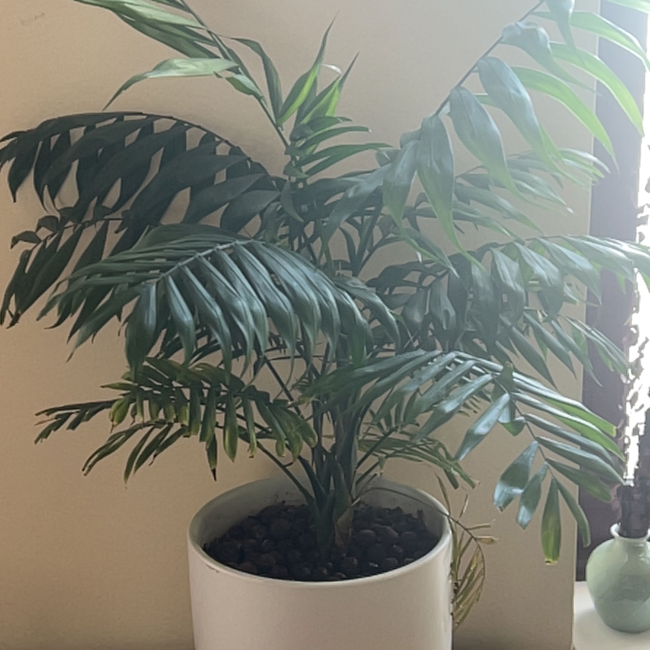 Healthy, thriving Kentia palm with lush green fronds in a white pot, soil visible.