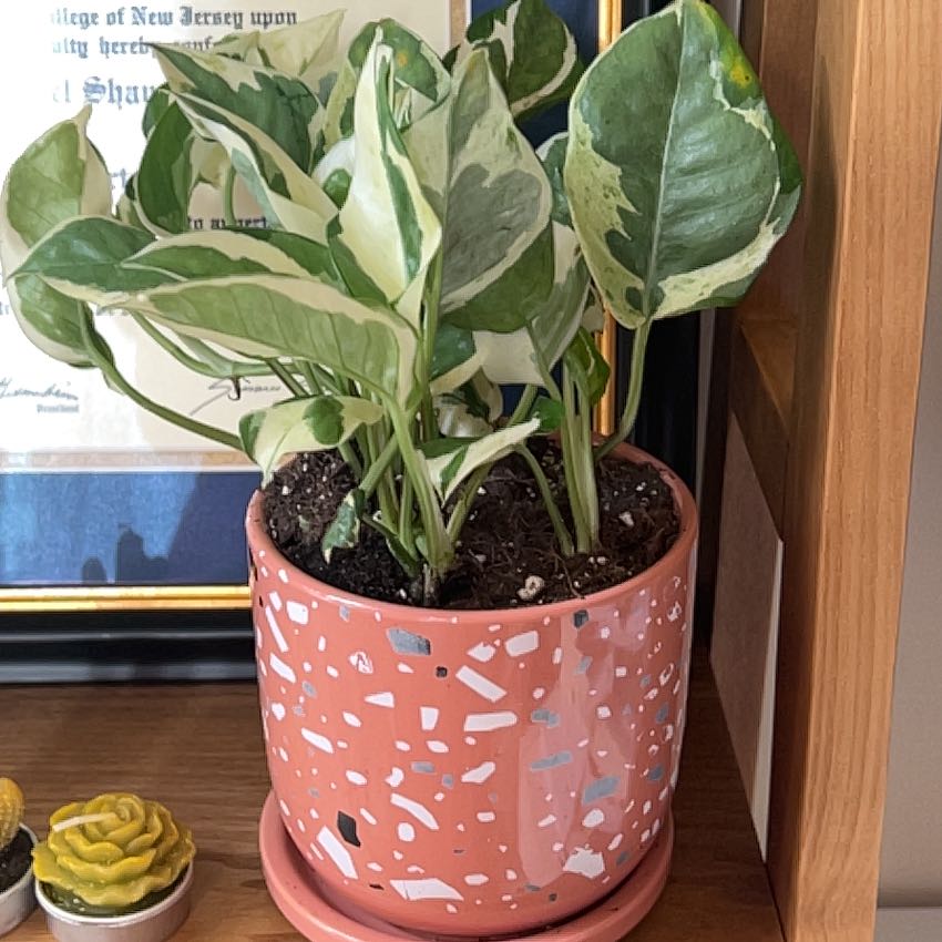 Pothos N' Joy plant in a decorative pot with variegated green and white leaves.