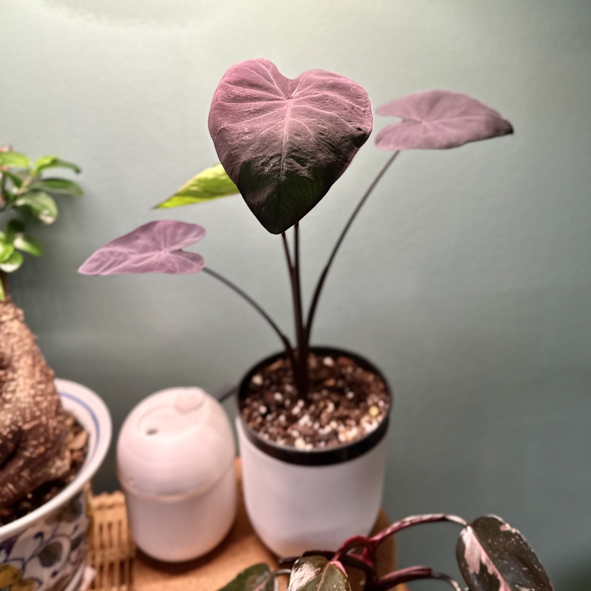 Photo of the plant species Black Coral Elephant Ear by @BrandiBear named Atreyu on Greg, the plant care app