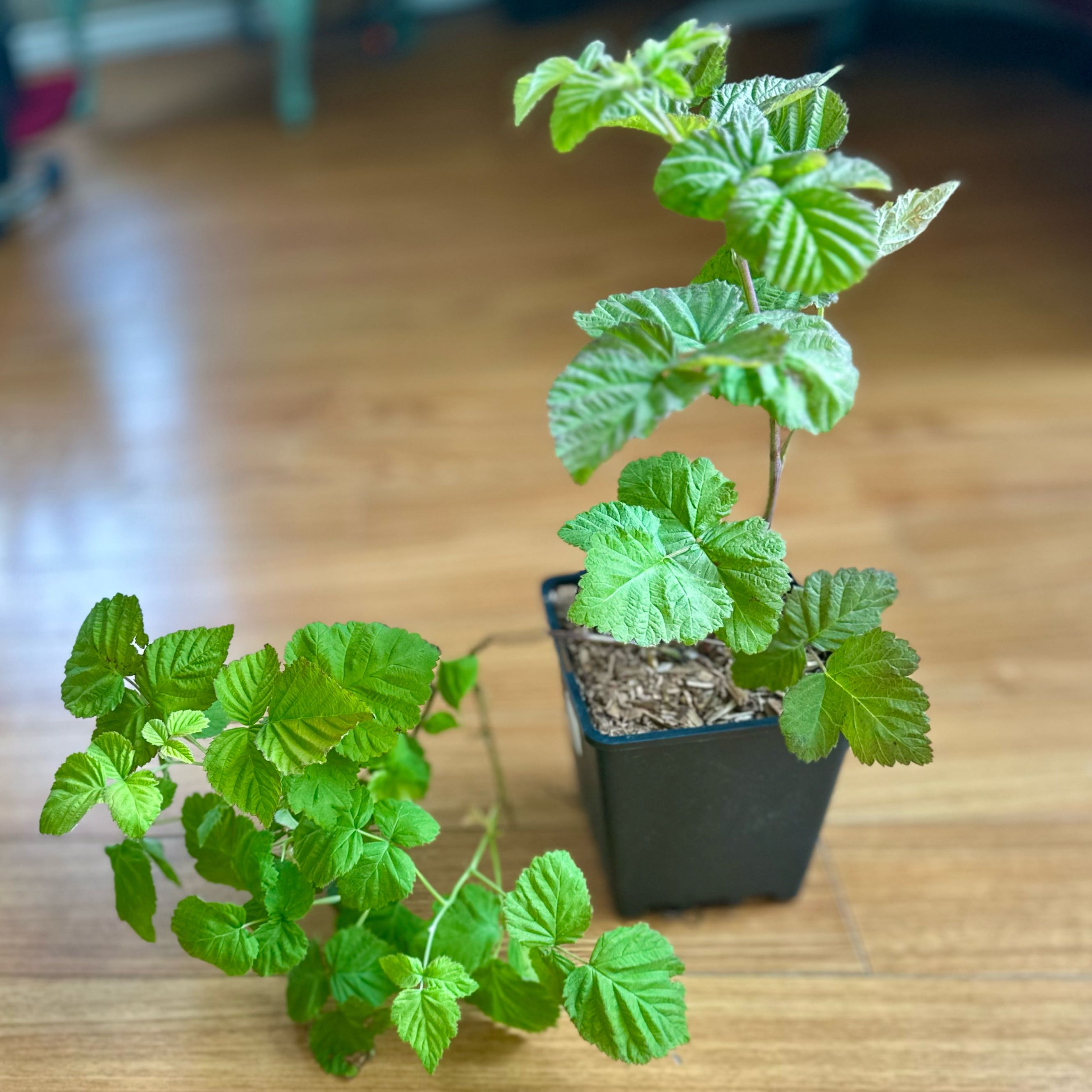 Photo of the plant species Loganberry plant by @BrandiBear named Sir Plancelot on Greg, the plant care app