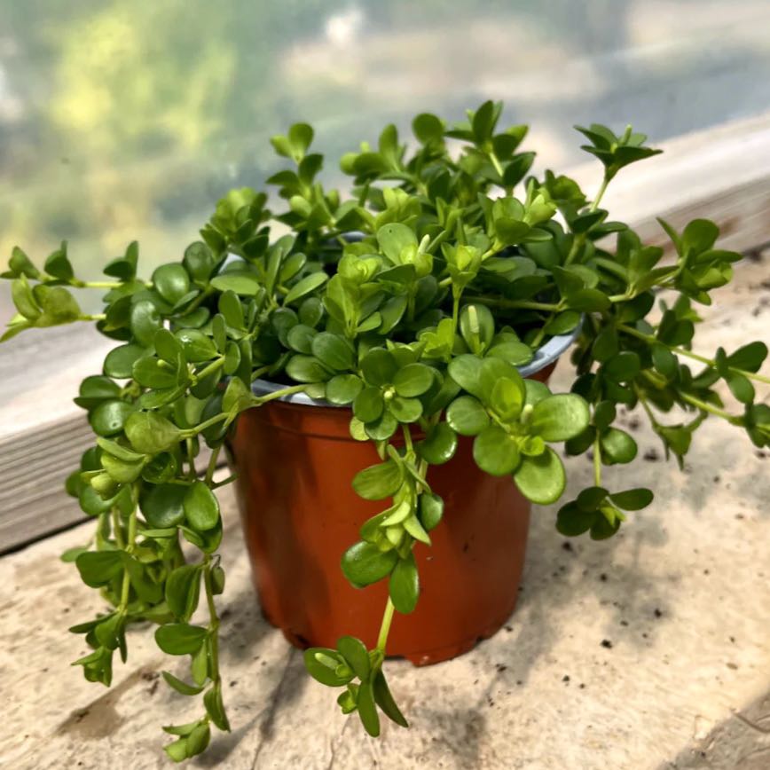 Photo of the plant species Peperomia deppeana by @BrandiBear named Sage on Greg, the plant care app