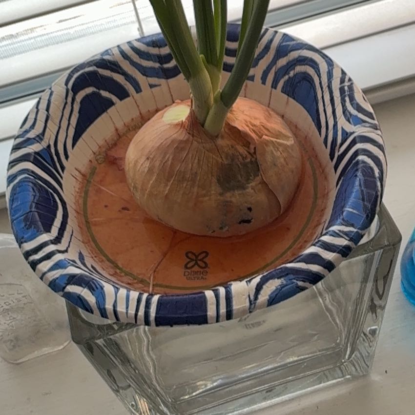 Photo of the plant species Bulb Onion by @ZealManchineel named Miley on Greg, the plant care app