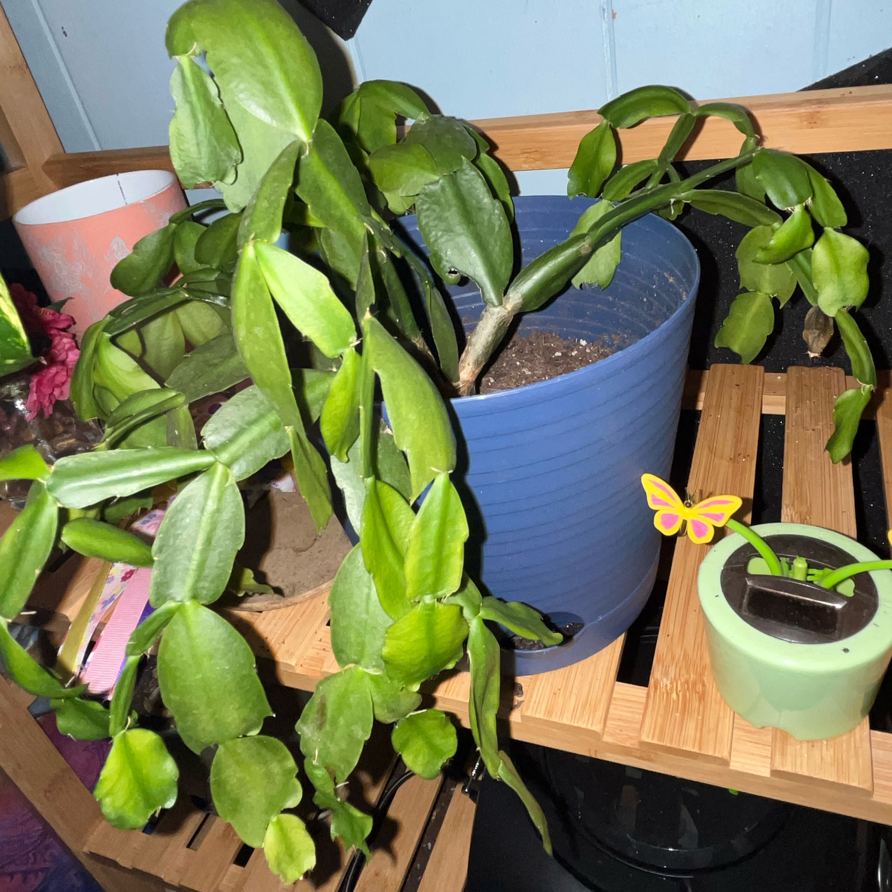 Captain Plant-it