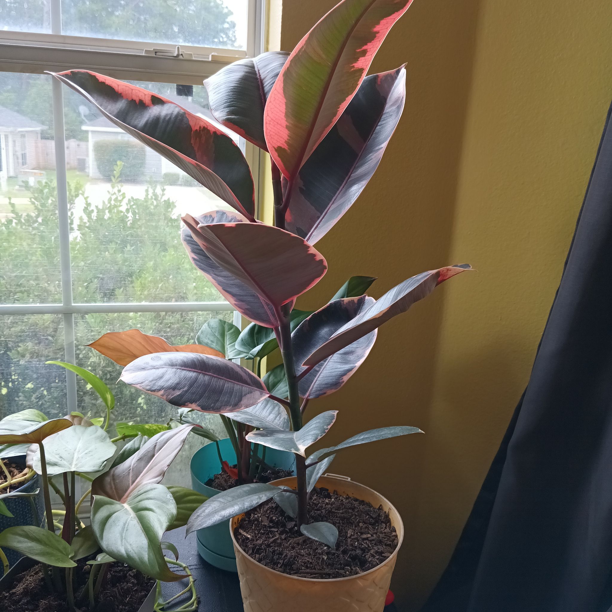 Rubber Plant 'Belize' indoors near a window, healthy with vibrant variegated leaves.