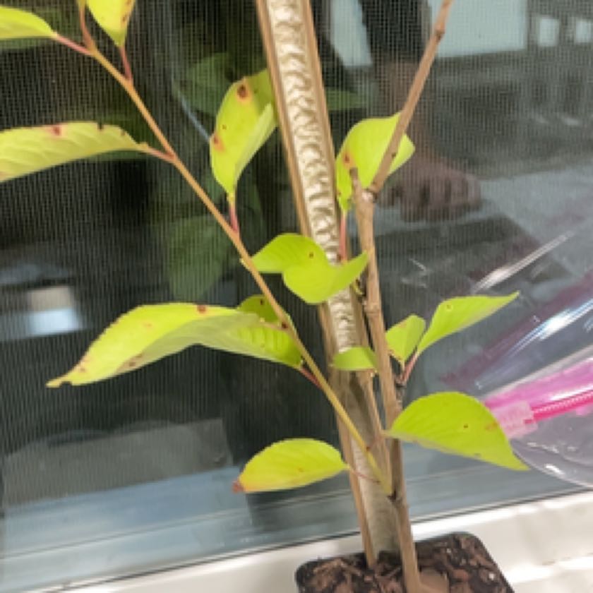 Photo of the plant species Yoshino Cherry by @ZestMakrutlime named Aria on Greg, the plant care app