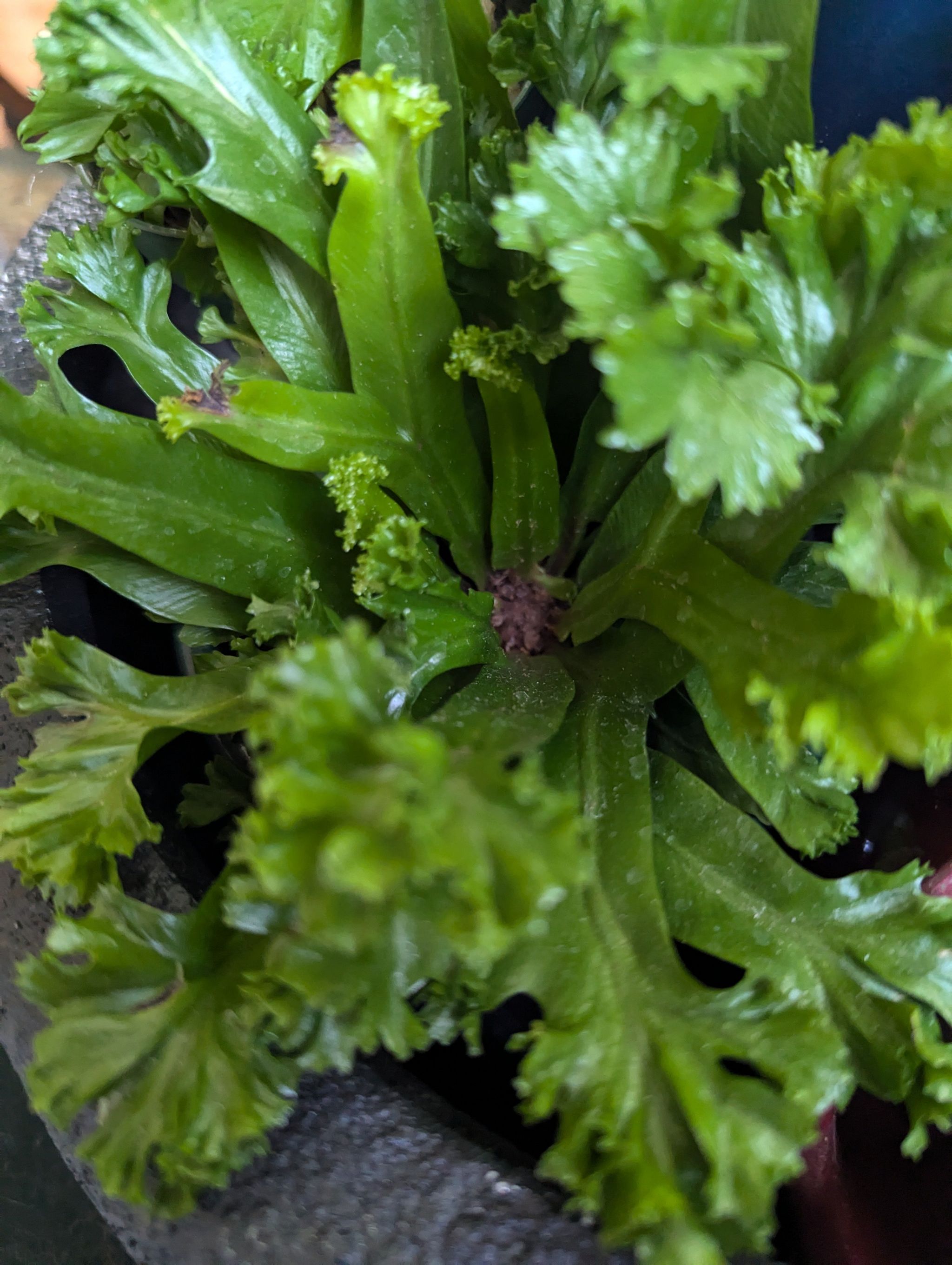 Photo of the plant species Elkhorn Fern by @FamedStarsedge named Orlando Bloom on Greg, the plant care app
