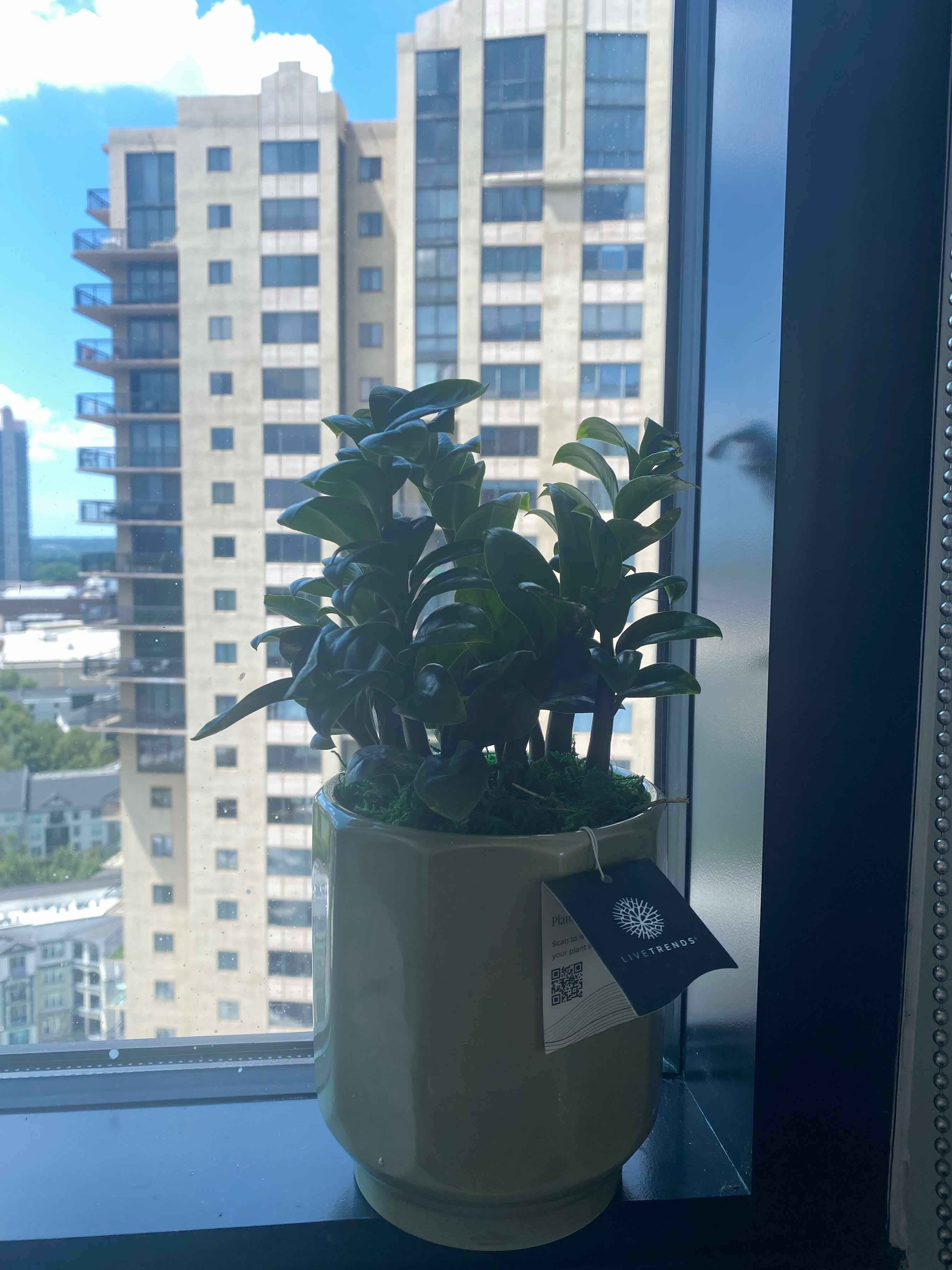 Photo of the plant species Esme by @HighRiseGreens named Orwell on Greg, the plant care app