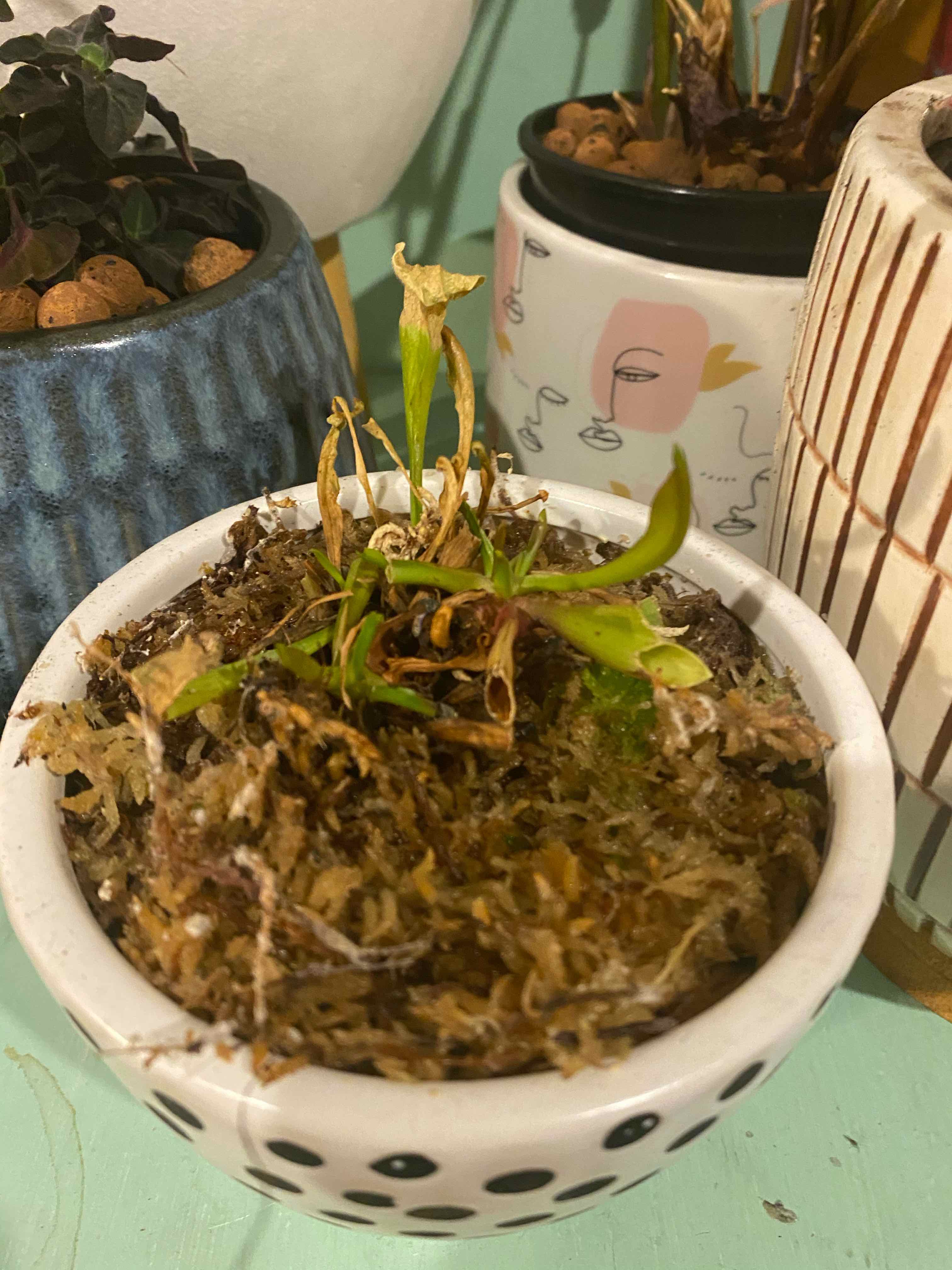 Yellow Pitcher Plant in a small pot with some brown and green leaves, visible soil.