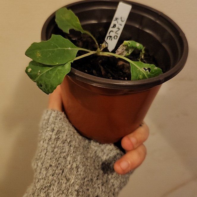 Photo of the plant species Kale Lacinato by @GutsyWaterlily named Sanders on Greg, the plant care app