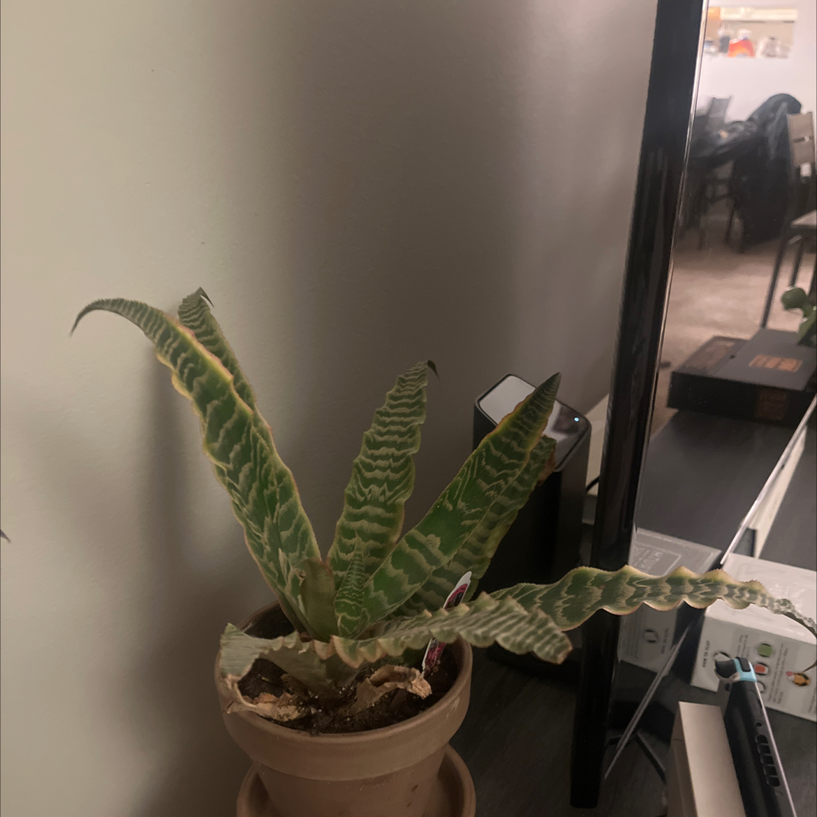 Photo of the plant species Elaine Earth Star by @LitheVelvetash named Elaine on Greg, the plant care app