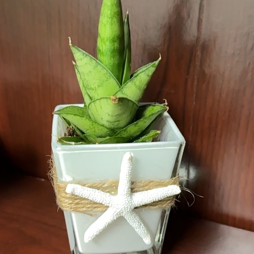 Photo of the plant species Sansevieria Cleopatra by @HeirPeterscress named Cleoplantra on Greg, the plant care app
