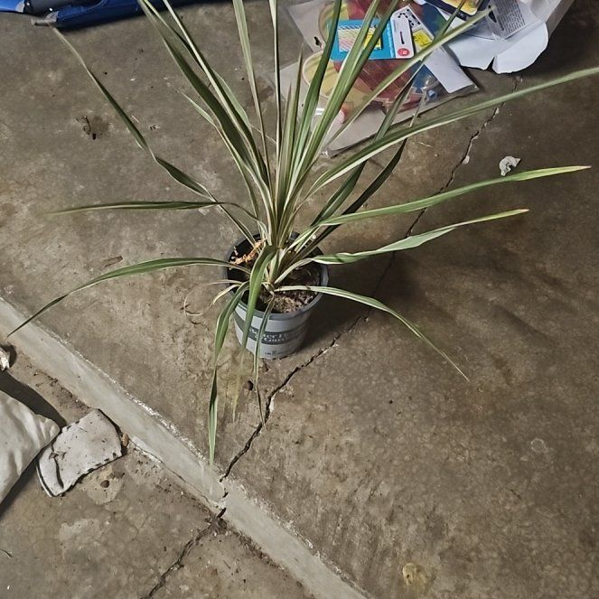Photo of the plant species Mountain Cabbage Tree by @RefinedLuckyred named Stella on Greg, the plant care app